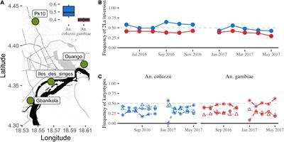 Temporal and biting dynamics of the chromosomal inversion 2La in the malaria vectors Anopheles gambiae and Anopheles coluzzii in Bangui, Central African Republic